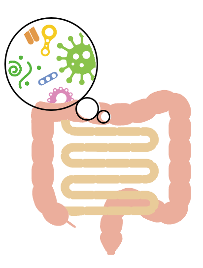 腸内細菌検査(腸内フローラ検査)